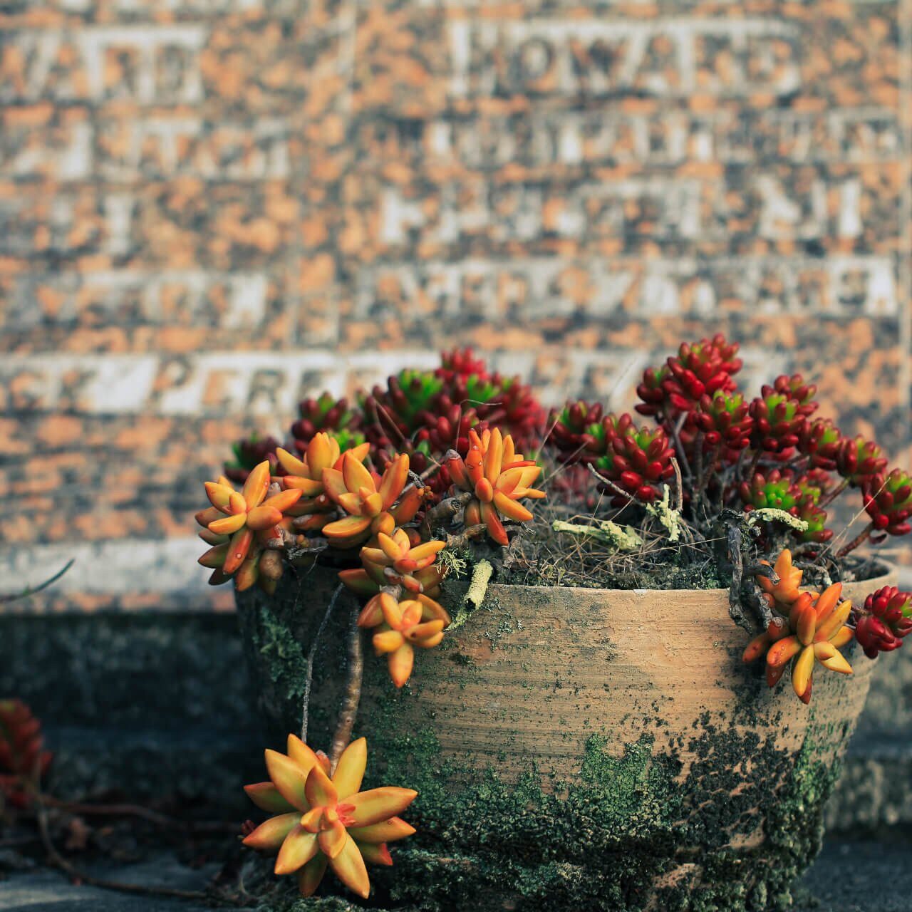 sandy-millar-4N8u2YSV0fM-unsplash